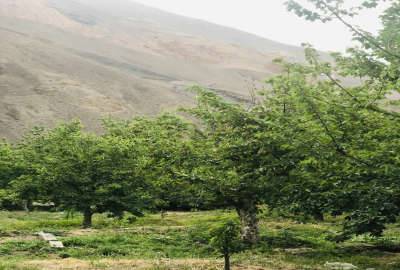 دو قطعه زمین ییلاقی منطقه لاریجان ۳۰۰ متر