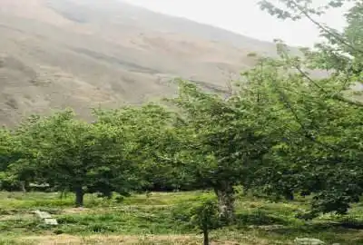دو قطعه زمین ییلاقی منطقه لاریجان ۳۰۰ متر