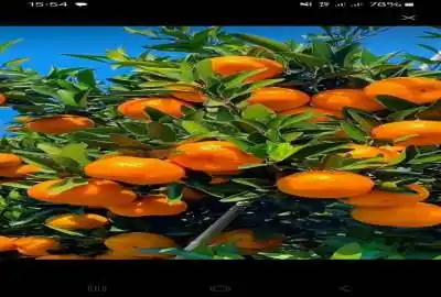 زمین باغی نزدیک بافت بار دهی بالا ۲۴۰۰ متر