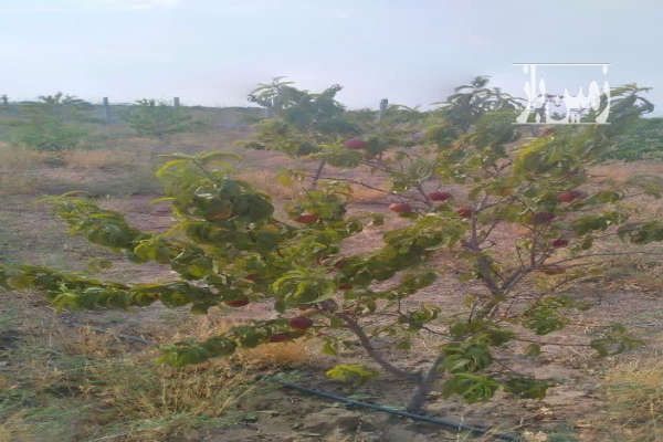 فروش باغ ۵ساله با ۳۰۰ درخت نظرآباد نجم آباد ۱۵۰۰ متر-4