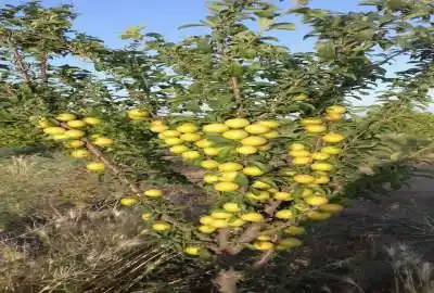 فروش باغ ۵ساله با ۳۰۰ درخت نظرآباد نجم آباد ۱۵۰۰ متر