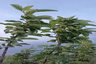زمین باغی ۲۰۴۰ متر فردوسیه روستای رامین