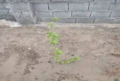زمین مسکونی در خورموج روستای بحیری ۴۵۰ متر