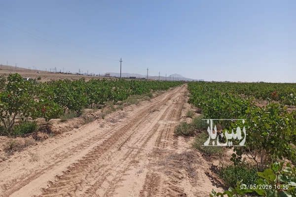 فروش باغ پسته ۱۰ ساله عالی در اطراف تهران-1
