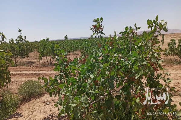 فروش باغ پسته ۱۰ ساله عالی در اطراف تهران-2