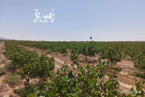 فروش باغ پسته ۱۰ ساله عالی در اطراف تهران-3
