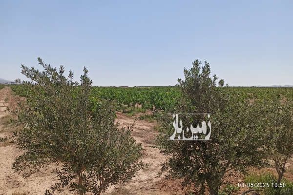 فروش باغ پسته ۱۰ ساله عالی در اطراف تهران-4