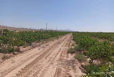 فروش باغ پسته ۱۰ ساله عالی در اطراف تهران
