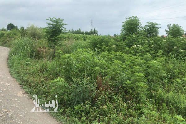 فروش قطعه زمین داخل بافت واقع در شهر نشتارود ۲۸۵ متر-2