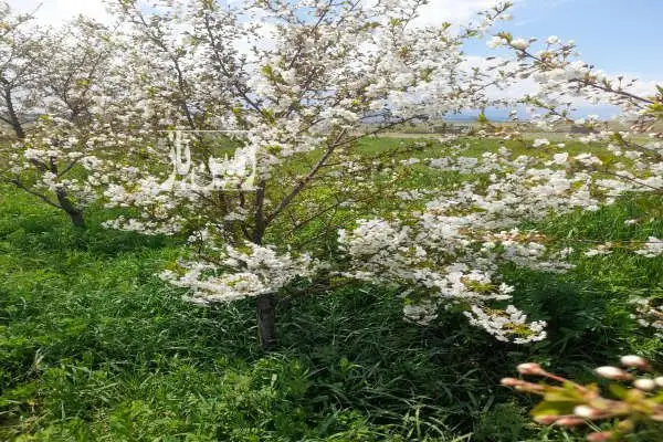 فروش باغ از جاده ۵۰ متر و از ترانس برق ۴۰ فاصله - تصویر 1