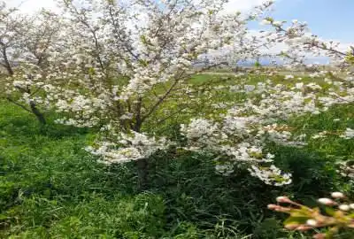 فروش باغ از جاده ۵۰ متر و از ترانس برق ۴۰ فاصله