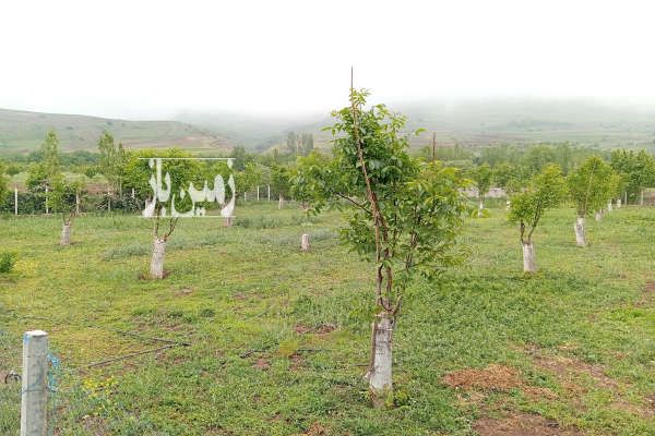 فروش باغ درروستای سرسبز ساربانک ۵۰۰۰ متر-3