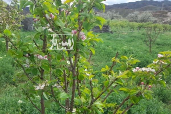 زمین باغ زیبا کنار روستای تازه کند سدنهند ۱۵۰۰ متر-1