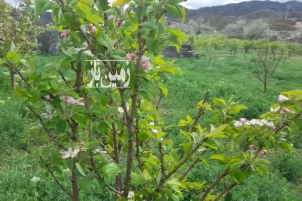 زمین باغ زیبا کنار روستای تازه کند سدنهند ۱۵۰۰ متر - تصویر 1