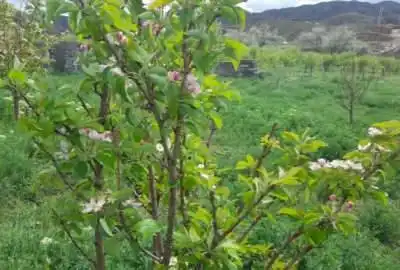 زمین باغ زیبا کنار روستای تازه کند سدنهند ۱۵۰۰ متر