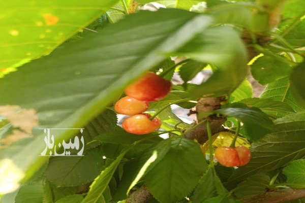 زمین کشاورزی روستای لیوان شرقی ۴۸۲۰ متر-1