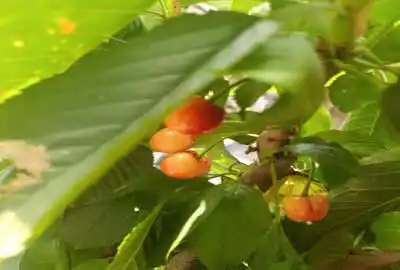 زمین کشاورزی روستای لیوان شرقی ۴۸۲۰ متر