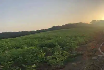 زمین با ویو ابدی با سند مالکیت در ساری ۲۵۰۰۰ متر