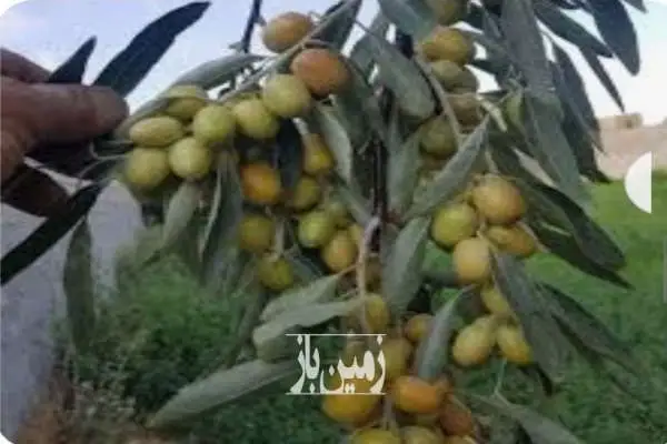 زمین باغی مناسب برای ویلاسازی ۱۶۳ متر - تصویر 1