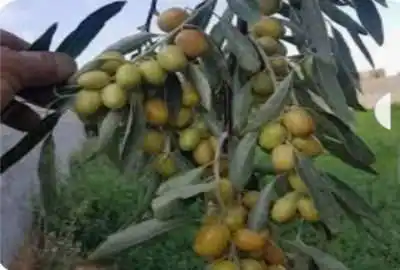 زمین باغی مناسب برای ویلاسازی ۱۶۳ متر