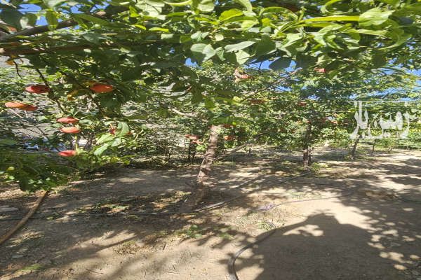 زمین برای ساخت و ساز و باغداری ۳۸۱ متر-1