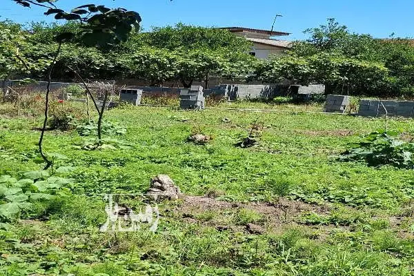 باغچه تنکابن پسکلایه بزرگ روستای پلهم دشت ۳۵۰ متر - تصویر 2