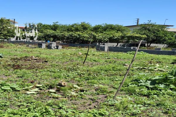 باغچه تنکابن پسکلایه بزرگ روستای پلهم دشت ۳۵۰ متر-4