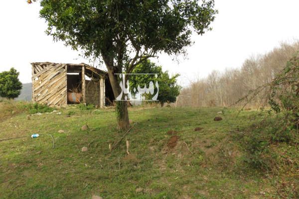 فروش زمین واقع در منطقه بابلکنار روستای امیرکلا ۱۳۰۰۰ متر-1