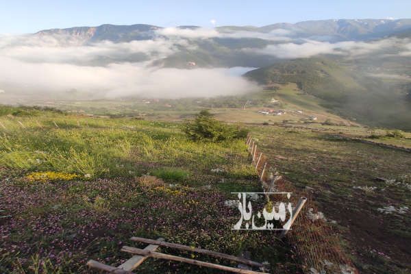 فروش زمین در ییلاق ایزکی دالخانی رامسر ۲۵۰ متر-3
