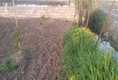 زمین مازندران قائمشهر کوچکسرا روستای زیلت ۶۳۶ متر