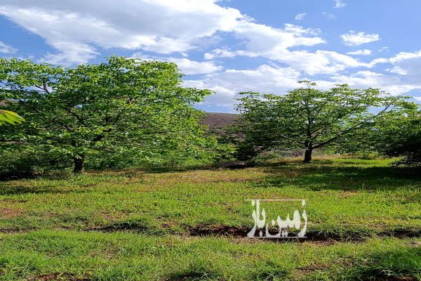 باغ گیلاس در الموت روستای سیمیار دست ۱۴۰۰ متر-1
