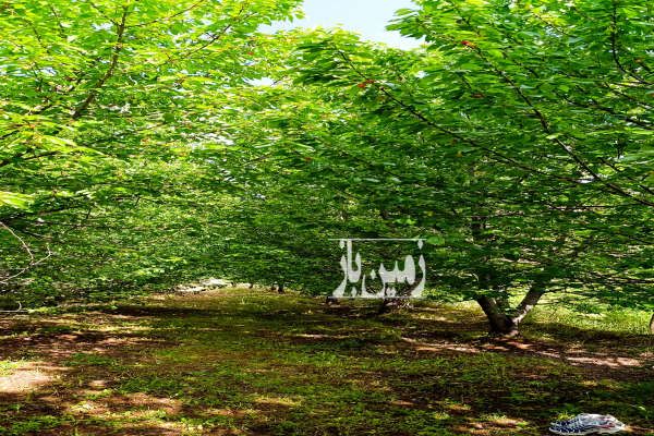 باغ گیلاس در الموت روستای سیمیار دست ۱۴۰۰ متر-2