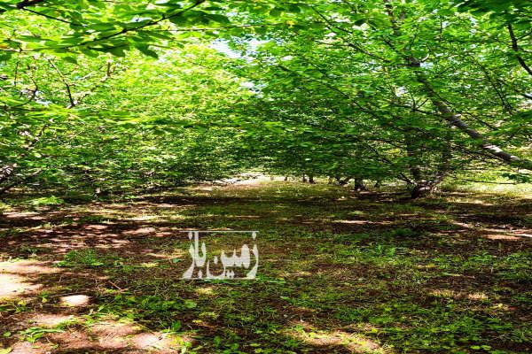 باغ گیلاس در الموت روستای سیمیار دست ۱۴۰۰ متر-3