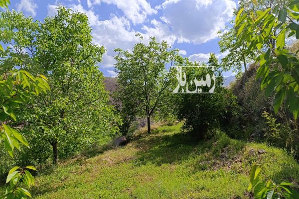 باغ گیلاس در الموت روستای سیمیار دست ۱۴۰۰ متر-4