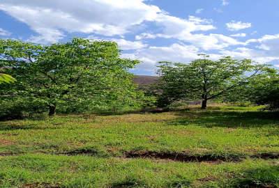 باغ گیلاس در الموت روستای سیمیار دست ۱۴۰۰ متر