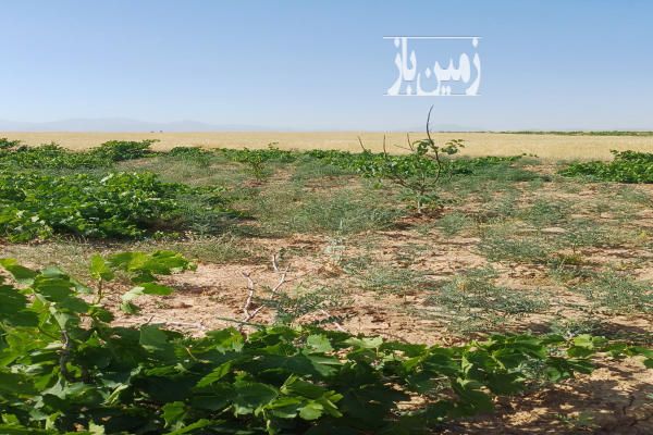 زمین در روستای خلیل کردصالح آباد همدان ۹۰۰ متر-2