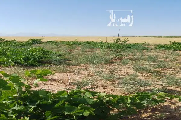 زمین در روستای خلیل کردصالح آباد همدان ۹۰۰ متر - تصویر 2