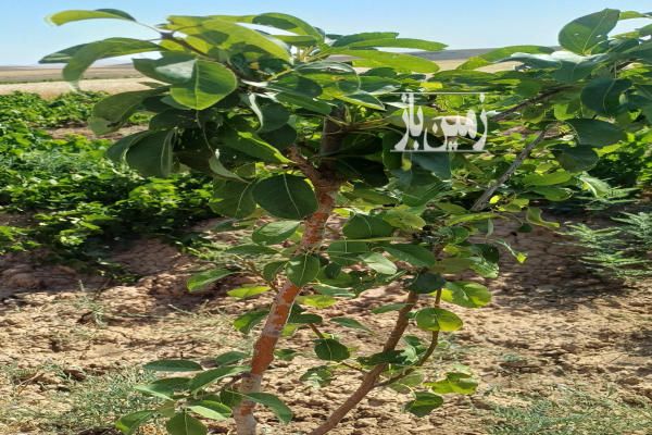 زمین در روستای خلیل کردصالح آباد همدان ۹۰۰ متر-3