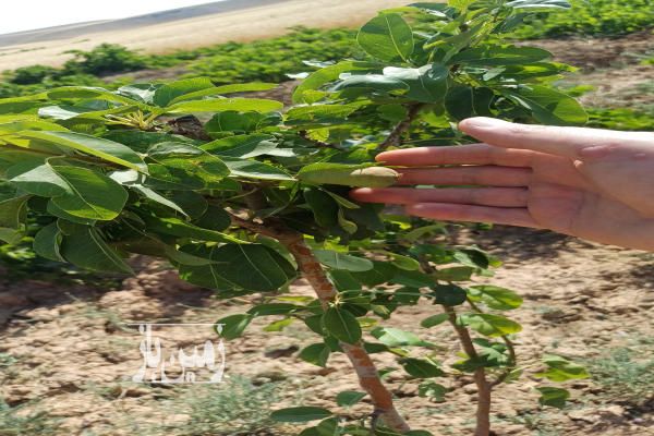 زمین در روستای خلیل کردصالح آباد همدان ۹۰۰ متر-4