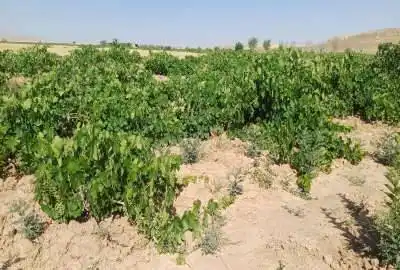 زمین در روستای خلیل کردصالح آباد همدان ۹۰۰ متر