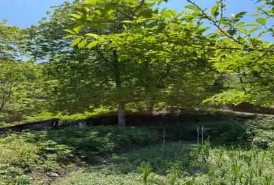 زمین باغی روستای خاصکول گیلان ۲۸۰ متر