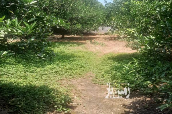 یک زمین باغ جاده گتاب روستای پایین سرست ۲۵۰ متر-3