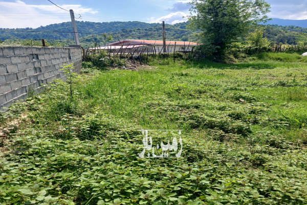 زمین مسکونی ۲۵۰ متری فروشی گیلان لیسار-3