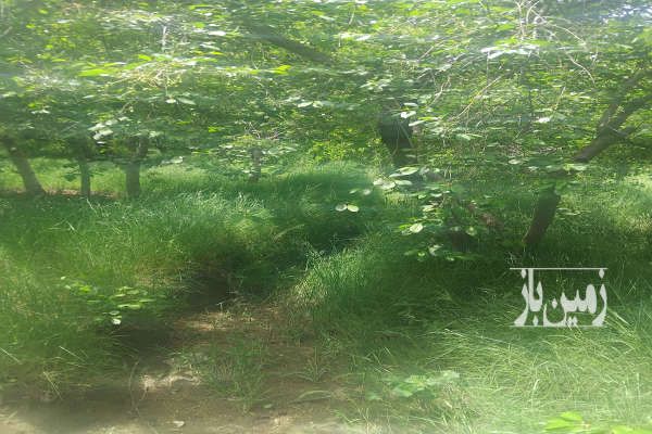 باغچه ۴۰۰ متری جاده سهیلیه بعد از لشگراباد-3