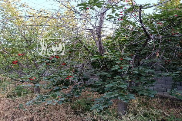 زمین ۸۰۰متر شهرکی بسیار زیبا اقدسیه یاس-3