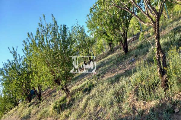 فروش ۷۰۰متر باِغ بادام در شوراب صغیر-1
