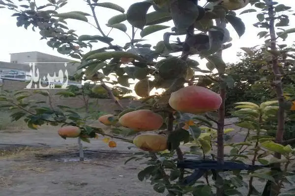زمین ۵۰۰ متری چهار دیواری هشتگرد شهرک بختیار - تصویر 3