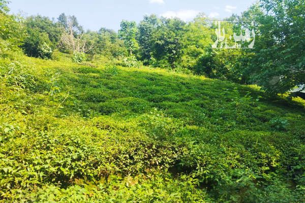 فروش زمین با کاربری مسکونی ۳۶۲ متر در لاهیجان-1