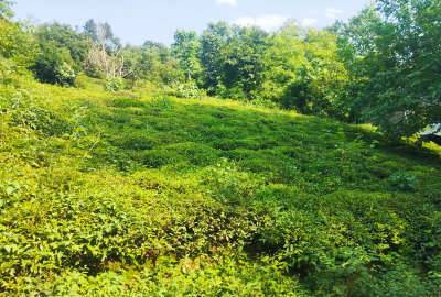فروش زمین با کاربری مسکونی ۳۶۲ متر در لاهیجان