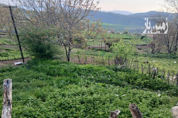 فروش زمین مسکونی روستای ازنی توابع کیاسر ۳۰۰ متر-4